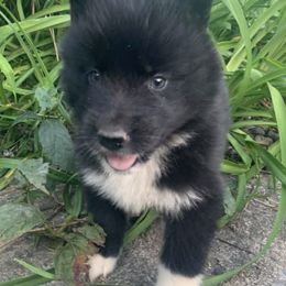 Pomskies and Siberian Huskies from Osiris’s Siberians & Pomskies