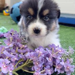 Jettie - Black tri-color female Australian Shepherd puppy in Kearney, Nebraska from Helix Aussies