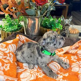 Chai - Tricolors male French Bulldog puppy in Peoria, Arizona from A Quality French Bulldogs AZ