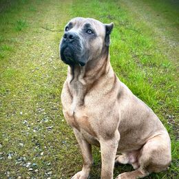 Leviticus - Cane Corso