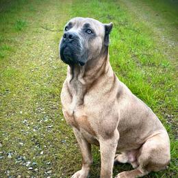 Leviticus - Cane Corso