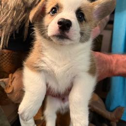 Boy 1 - White and red male Pembroke Welsh Corgi puppy in Ridgeland, South Carolina from FOF Lowcountry Corgis