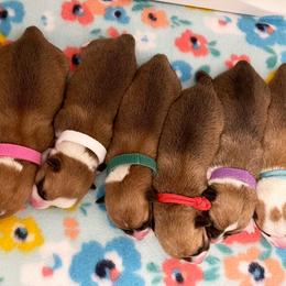 Pembroke Welsh Corgi Puppies from MG Corgis