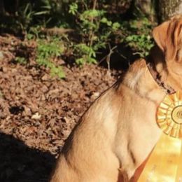 Labrador Retrievers from Fox Red Labs