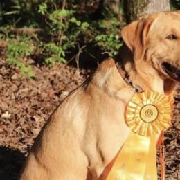 Labrador Retrievers from Fox Red Labs
