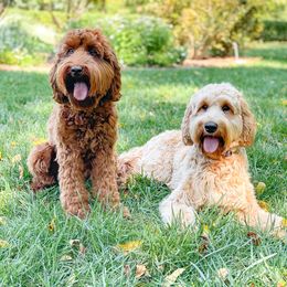 Australian Labradoodles from West Haven Australian Labradoodles