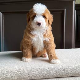 Indy - Red female Bernedoodle puppy in Tulsa, Oklahoma from The Poodle Co. Raising Doodles & Poodles