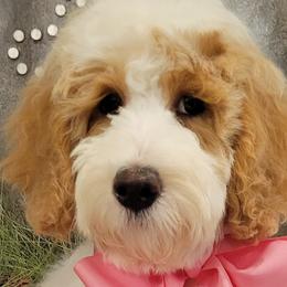 Bernedoodles and Goldendoodles from Elite Goldendoodles and Bernedoodles