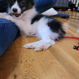 Papillon Puppies from 329 Cheerio Tiny Papillons