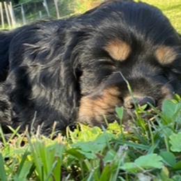 Cloe - Black and tan female Cocker Spaniel puppy in Roanoke, West Virginia from Blackberry Farm Cockers