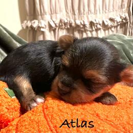 Atlas (AKC Tiny) - Black and tan male Yorkshire Terrier puppy in Fairview, West Virginia from Prims Puppies LLC