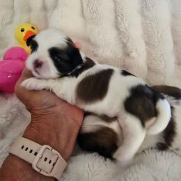 Nugget - Black gold and white female Shih Tzu puppy in Fallon, Nevada from Grandma Ts Precious Puppies
