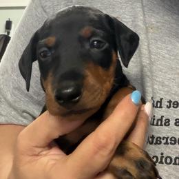 Stan - Black and tan male Manchester Terrier puppy in Lyman, Mississippi from Raintree Manchester Terriers