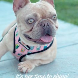 Peaches - French Bulldog