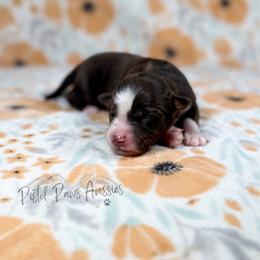 Odin - Red tri male Toy Australian Shepherd puppy in Liberty Hill, Texas from Pistol Paws Aussies