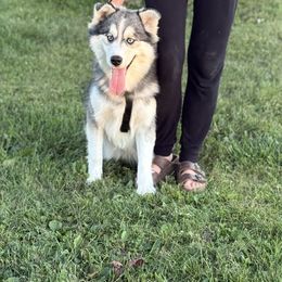 Romeo - Silver male Pomsky puppy in Lewiston, Minnesota from Family Pomsky