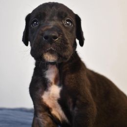 Sausage - Black male Great Dane puppy in Salem, Oregon from Gigantes de Cervantes