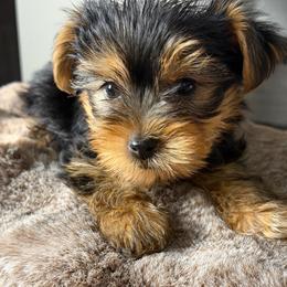 Nico - Black and gold male Yorkshire Terrier puppy in Palmdale, California from Pucci Pawfect