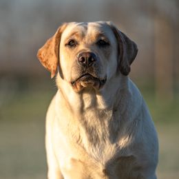 Zoey - Labrador Retriever