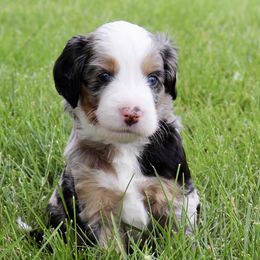 Pikachu - male Australian Mountain Doodle puppy in Decatur, Illinois from Signature Doodles