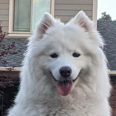 Mia - Samoyed