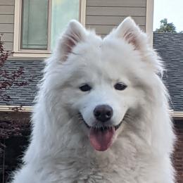 Mia - Samoyed