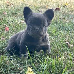 French Bulldog Puppies from Christie's Frenchies