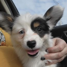 American Corgis, Cardigan Welsh Corgis, and Pembroke Welsh Corgis from Shadey Lane Corgis