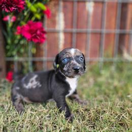 Louie - Dapple male Dachshund puppy in Florence, Arizona from Doxie Town Az