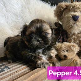 Pepper - Red and tan female Shih Tzu puppy in Center Point, Iowa from Puppies in a Box Shih tzus