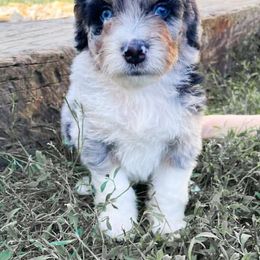 Memphis - Aussiedoodle puppy in Ohio from Tranquil Doodles