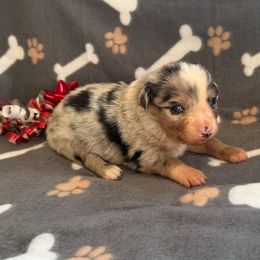 Boy 3 - Blue merle male Miniature Australian Shepherd puppy in Ellsworth, Kansas from Flying H Mini Aussies