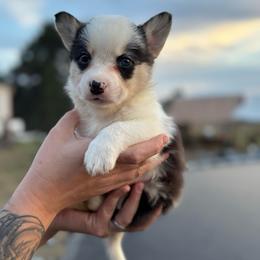 Ham - Black and tan male Pembroke Welsh Corgi puppy in Leonard, Texas from Southern Rose Corgis