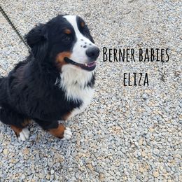 Eliza - Bernese Mountain Dog