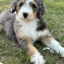 Bernedoodle All Grown Up from Little Fur Friends Bernedoodles
