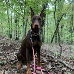 Denver - Doberman Pinscher