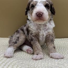 Mint Chip (Chip) - Merle male Bernedoodle puppy in Hendersonville, North Carolina from Kim's Cove