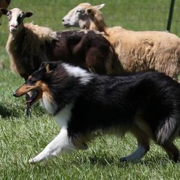 Collies from Whitemoor Collies