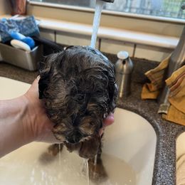 Aussiedoodle Puppies from Creek Bend Farm