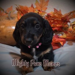 Dachshund Puppies from Mighty Paws Manor