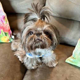 Toto - Shih Tzu