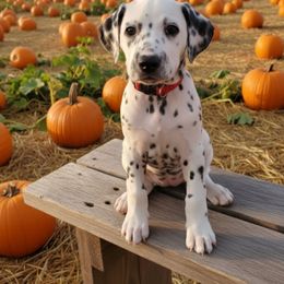 LUA Ruby - White and black female Dalmatian puppy in Phoenix, Arizona from Samba Flavors