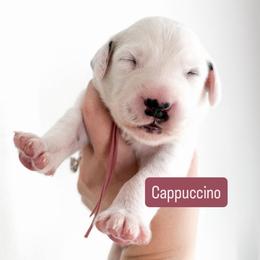 Cappuccino - LUA long coat - White and black female Dalmatian puppy in Davenport, Florida from Sunny Jewels Dalmatians