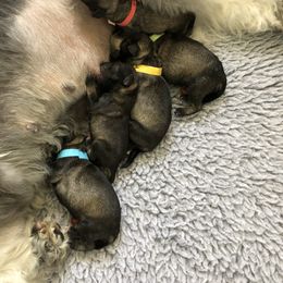 Miniature Schnauzer Puppies from Express Miniature Schnauzers