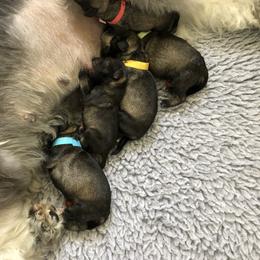 Miniature Schnauzer Puppies from Express Miniature Schnauzers