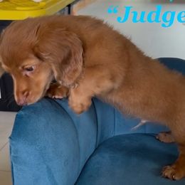 Dachshunds from Michael Remen