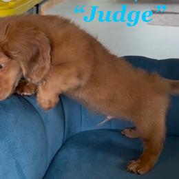 Dachshunds from Michael Remen