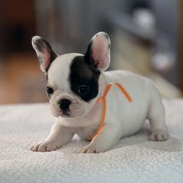 Orange Collar - White and brindle female French Bulldog puppy in Wichita, Kansas from Phantasticus French Bulldogs