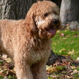 Bobby - Australian Labradoodle