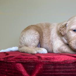 Gus - Apricot male Goldendoodle puppy in Woodburn, Indiana from Lengachers Cuddly Doods